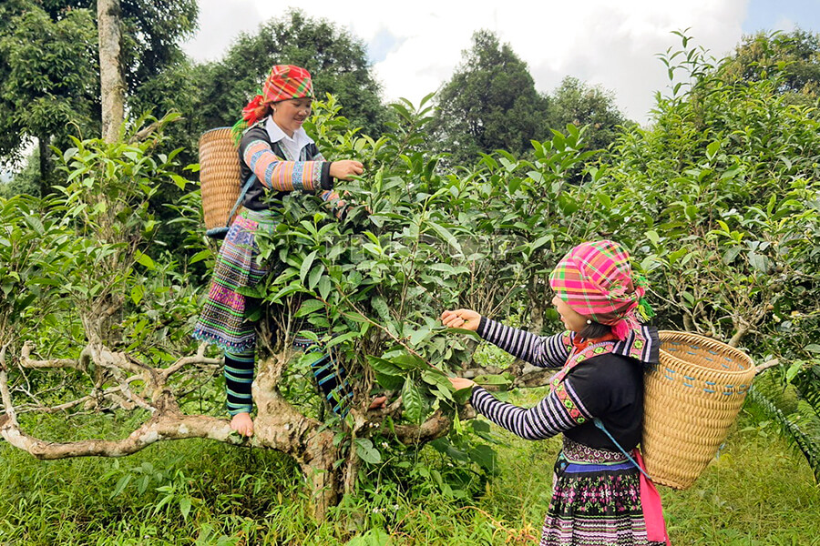 Northwest Vietnam Bike Trip Phu Yen, Mu Cang Chai, Sapa 7 Days